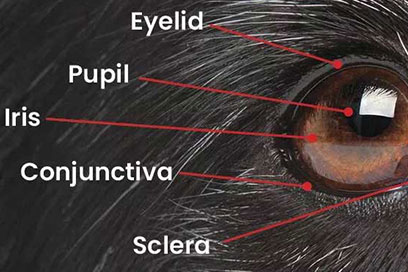 Dog eye diagram