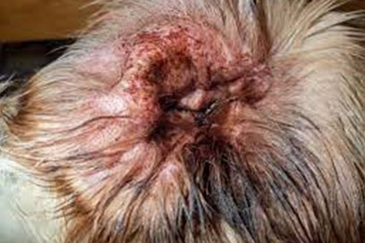 Dog Ear Infections