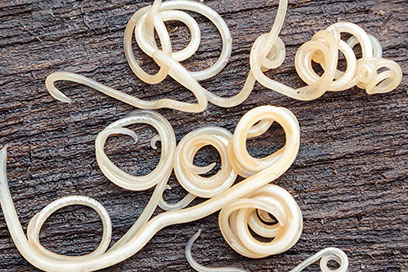 worms in dogs
