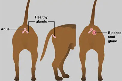 dog anal glands