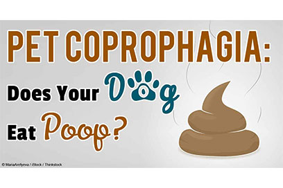 pet-coprophagia