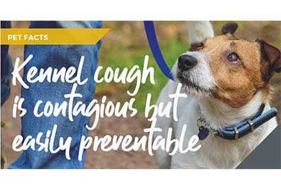 Kennel cough