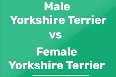 Male or Female Yorkie?