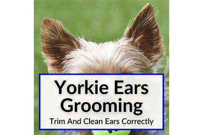 yorkie ears grooming