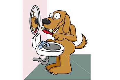 Essential Grooming Teeth