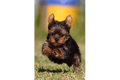 yorkie puppy