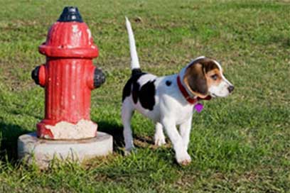 Urine marking in dogs