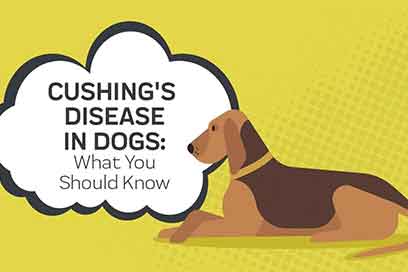 Cushing's disease in dogs