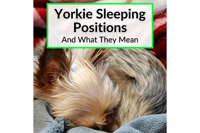 Yorkie Sleeping positions
