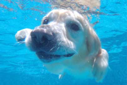 Swimming dog