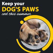 Keep dog paws cool
