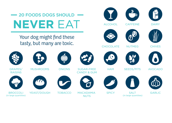 20 foods dogs should never eat