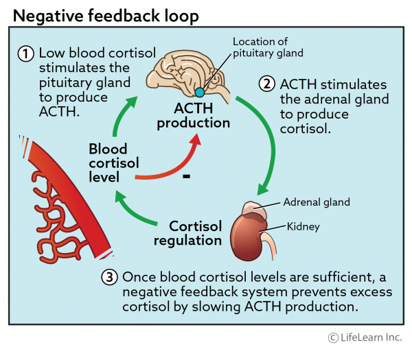ACTH Feedback loop 01
