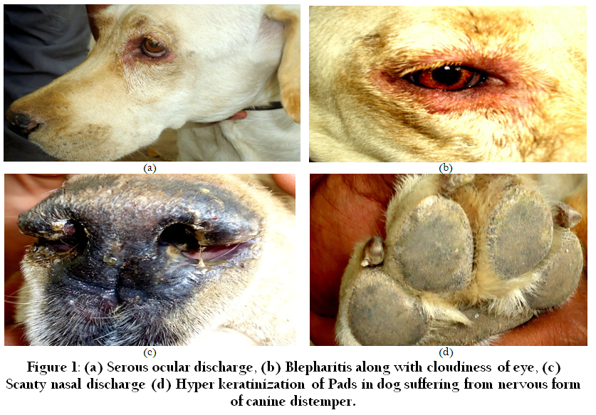 Canine Distemper1