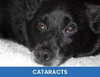 Dog Cataracts