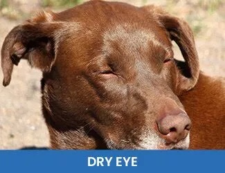Dog Dry Eye