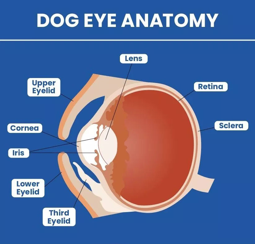 Dog Eye Anatomy