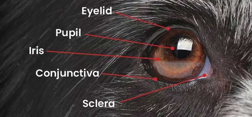 Dog Eye Diagram