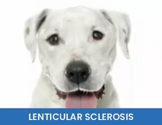Dog Lenticular Sclerosis