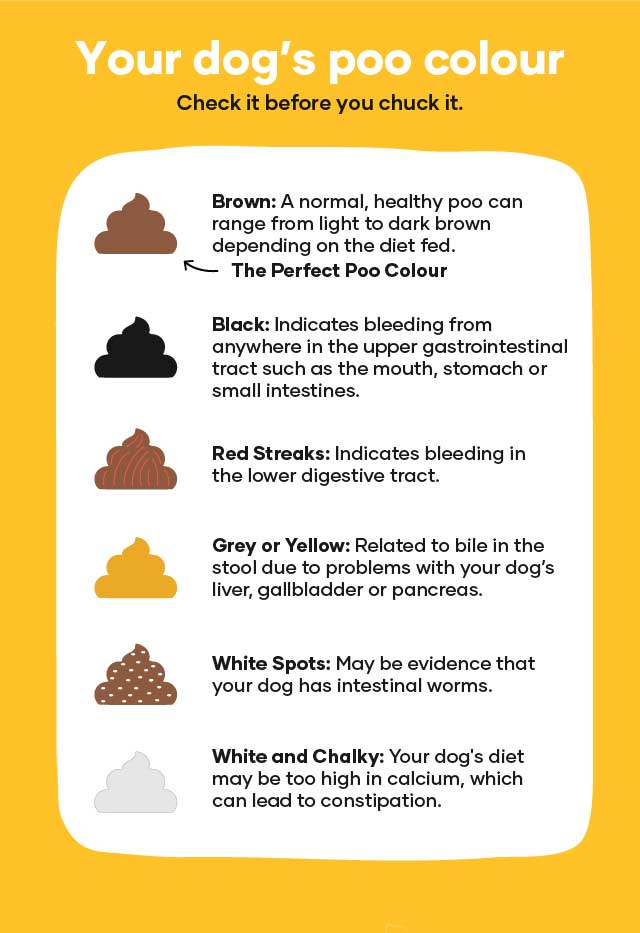 Dog Poo Colour Chart