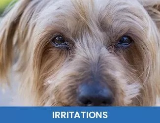 Dog eye Irritations
