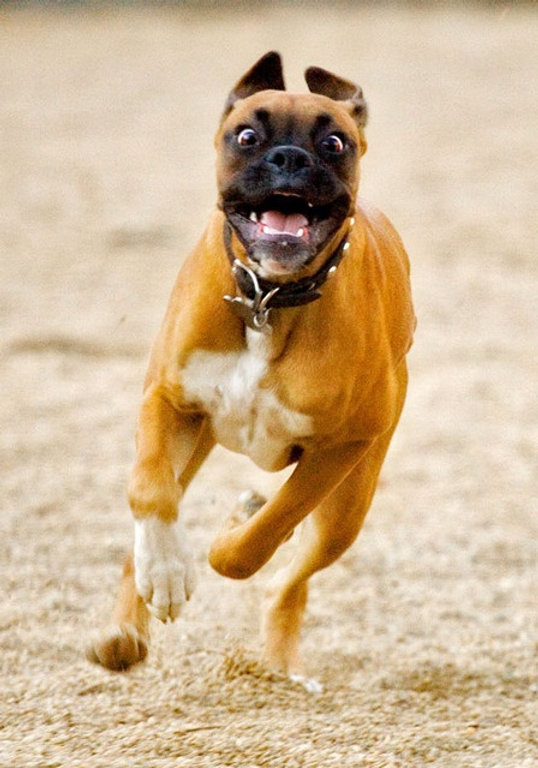 Dog zoomies explained