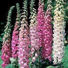 Foxglove