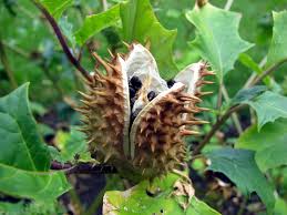 Jimson Weed Stinkblaar