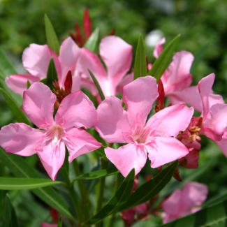 Oleander Selonroos