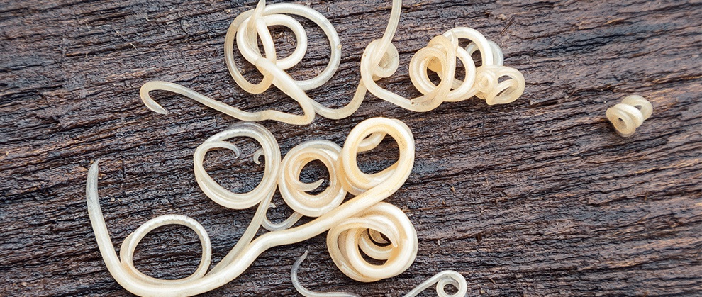 Roundworms in dogs