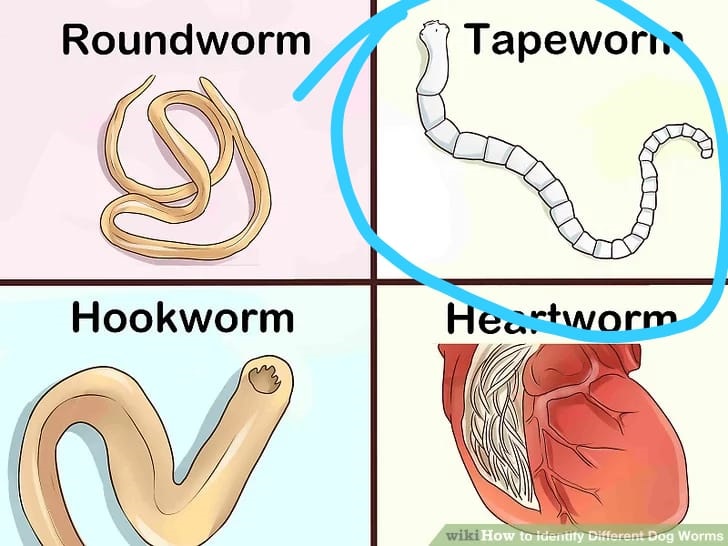 Worms in dogs