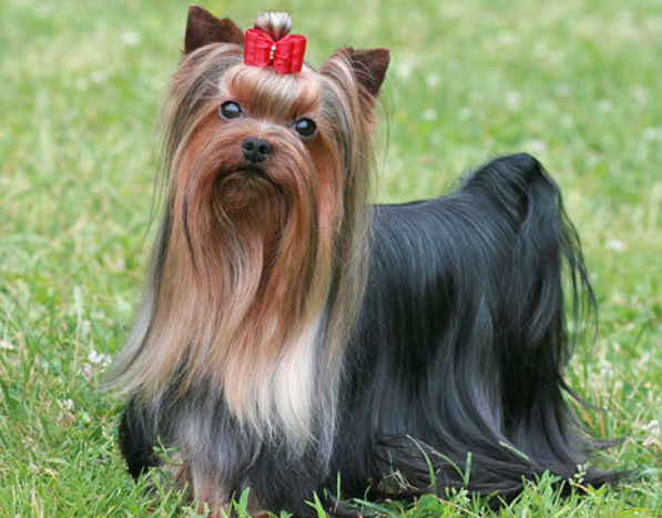 Yorkie Male