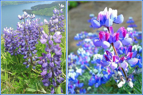 lupine
