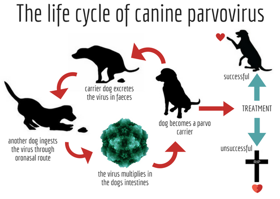 parvo cycle infographic