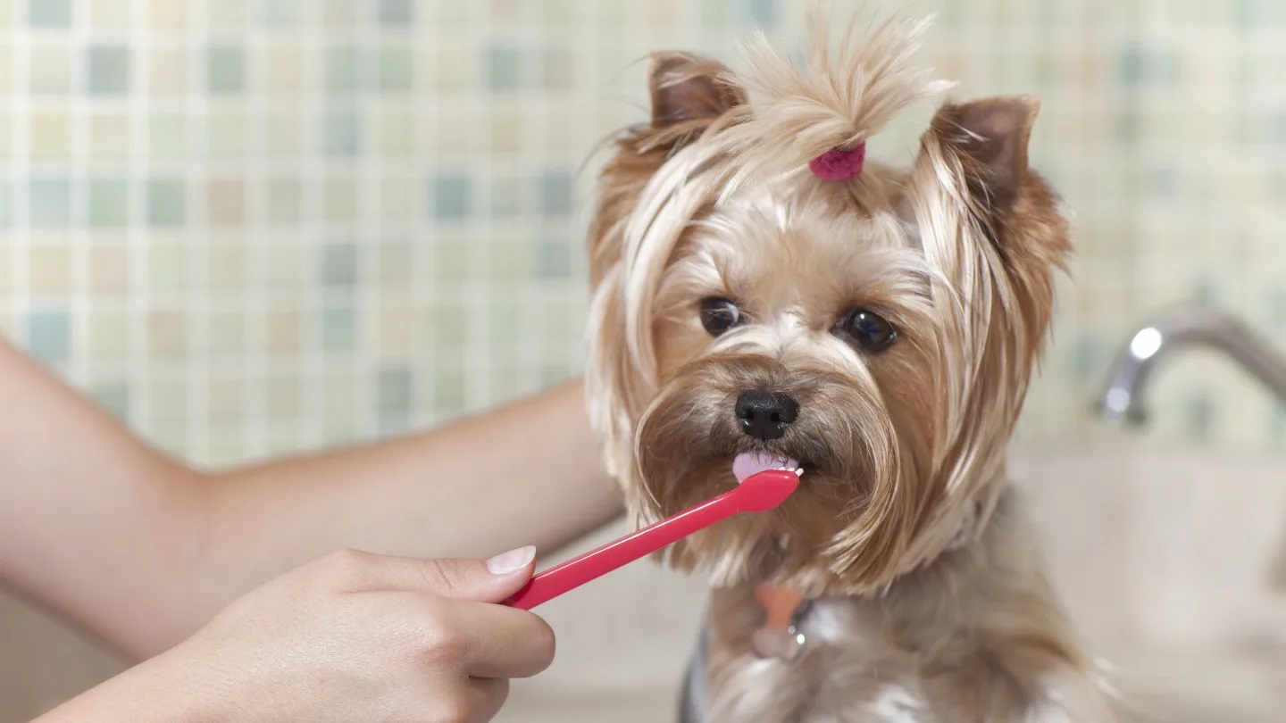 yorkie brushing