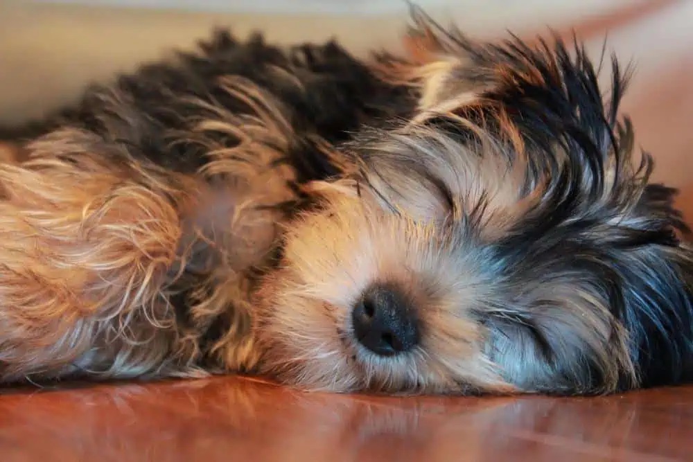 yorkie sleep side