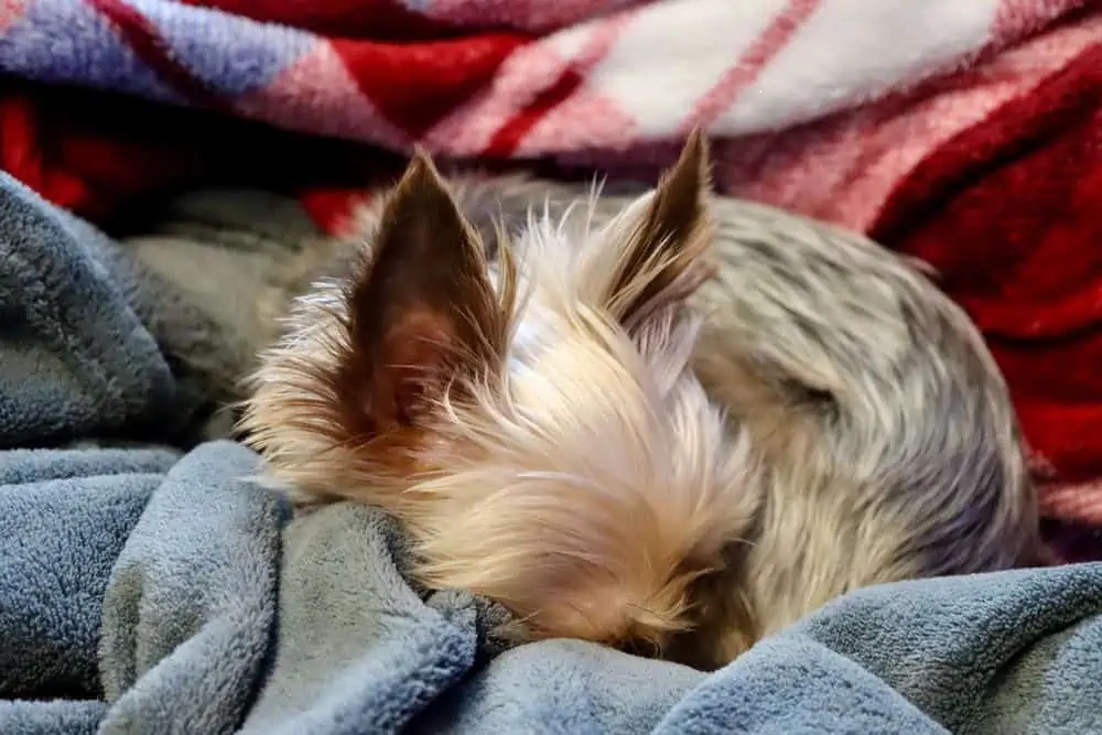 yorkie sleeping curled up