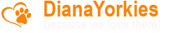 DianaYorkies and Biewers Centurion/Gauteng