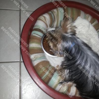 Yorkie Dinner