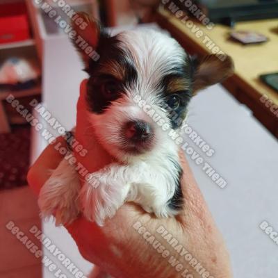 Dianayorkiespuppy 100