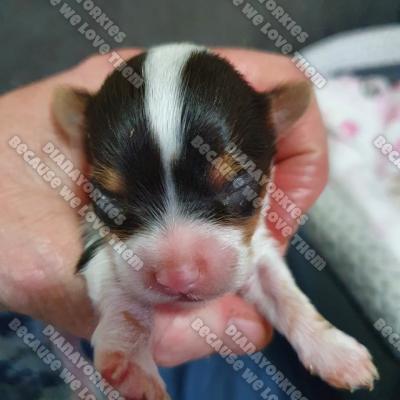 Dianayorkiespuppy 101