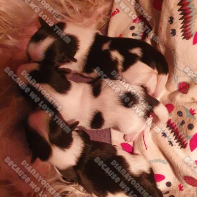 Dianayorkiespuppy 105