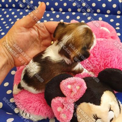 Dianayorkiespuppy 106