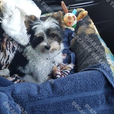 Dianayorkiespuppy 107