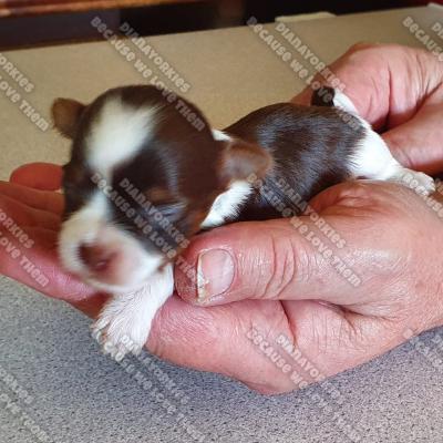 Dianayorkiespuppy 109