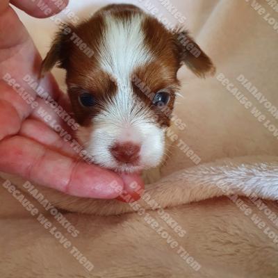 Dianayorkiespuppy 10