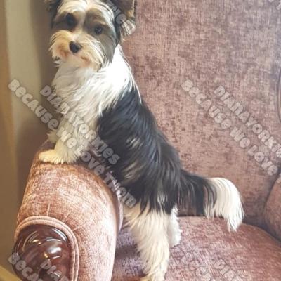 Dianayorkiespuppy 110