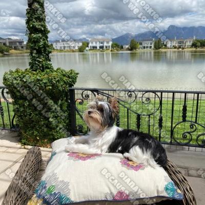 Dianayorkiespuppy 111