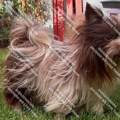 Dianayorkiespuppy 112