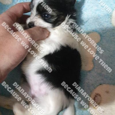 Dianayorkiespuppy 113